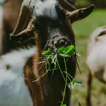 Glamping Szczere Pole