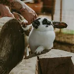 Glamping Szczere Pole Karpacz