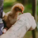 Szczere Pole Glamping