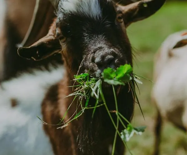Glamping Szczere Pole