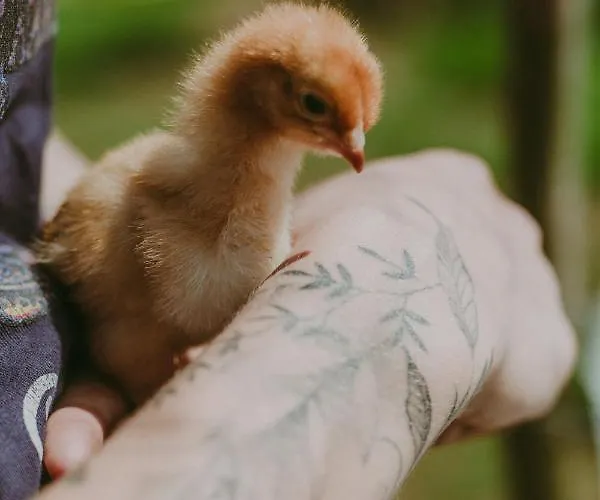 Szczere Pole Glamping