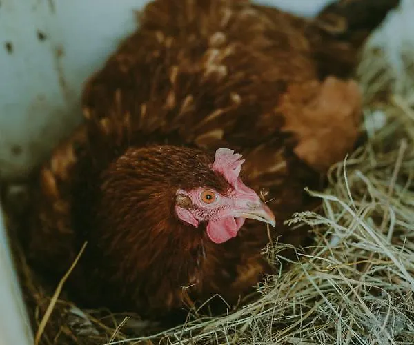 Szczere Pole Glamping