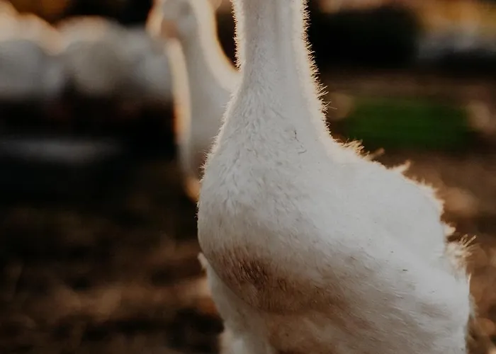 Szczere Pole Karpacz