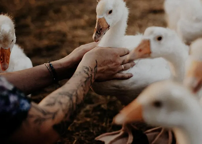 Szczere Pole Glamping